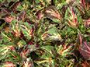 Coleus