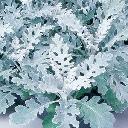 Dusty Miller