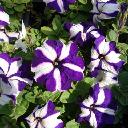 Petunia Bi-Color - Ultra Blue Star