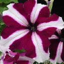 Petunia Bi-Color - Ultra Crimson Star
