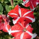Petunia Bi-Color - Ultra Red Star