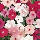 Vinca - Pacifica Mix
