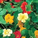 Nasturtium