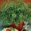 Tarragon French